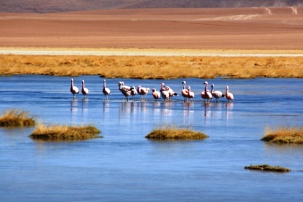 Lagune des Altiplano